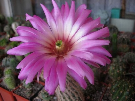 Echinocereus baileyi Rigum