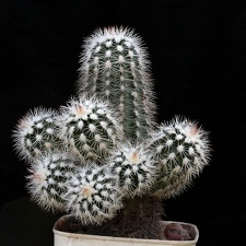 Echinocereus baileyi v albispinus