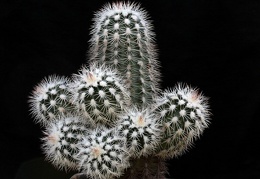 Echinocereus baileyi v albispinus