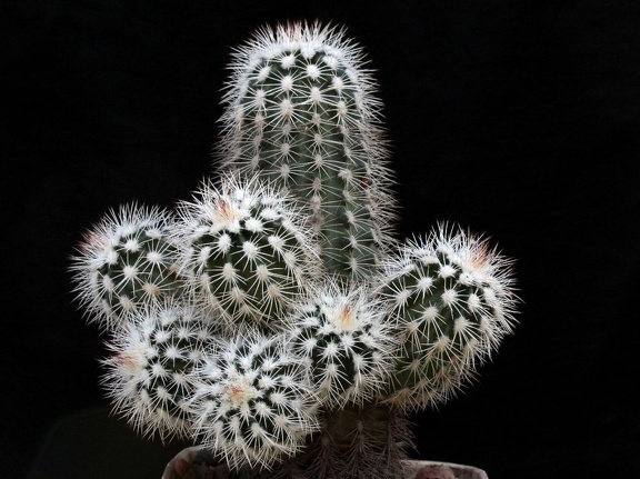 Echinocereus baileyi v albispinus