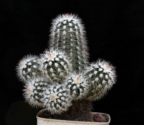 Echinocereus baileyi v albispinus