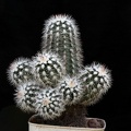 Echinocereus_baileyi_v_albispinus.jpg
