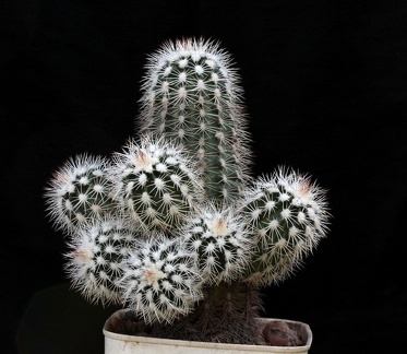 Echinocereus baileyi v albispinus