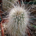 Echinocereus delaetii