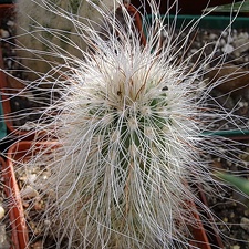 Echinocereus delaetii