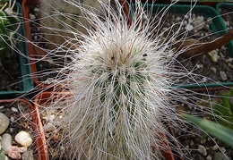 Echinocereus delaetii