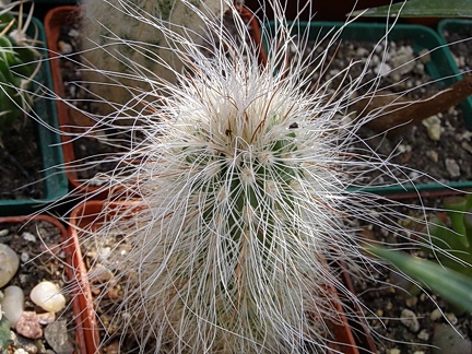 Echinocereus delaetii