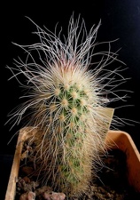 Echinocereus delaetii Navajo FG