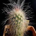Echinocereus delaetii Navajo FG