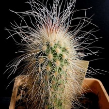 Echinocereus delaetii Navajo FG