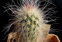 Echinocereus delaetii Navajo FG