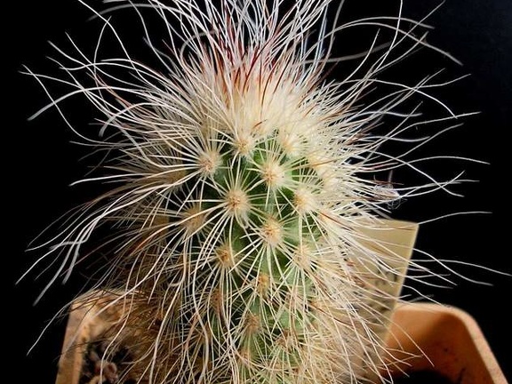 Echinocereus delaetii Navajo FG