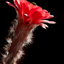 Echinocereus huitcholensis plomosus L768 Artemiy winner april2012