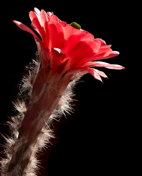 Echinocereus_huitcholensis_plomosus_L768_Artemiy_winner_april2012.jpg