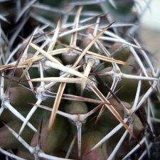 Echinocereus kunzei Burzak FG