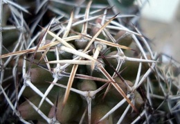 Echinocereus kunzei Burzak FG