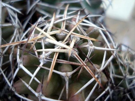 Echinocereus kunzei Burzak FG