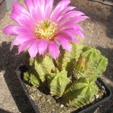 Echinocereus moricalii