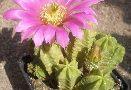 Echinocereus moricalii