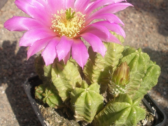 Echinocereus moricalii