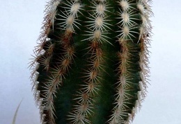 Echinocereus oklahomensis Fh408 6 04-7 10  1 FG Navajo