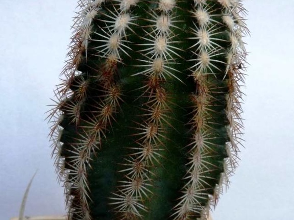 Echinocereus oklahomensis Fh408 6 04-7 10  1 FG Navajo