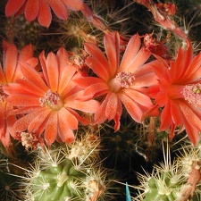 Echinocereus pacificus ssp  mombergerianus