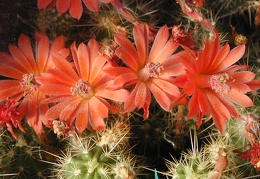 Echinocereus pacificus ssp  mombergerianus