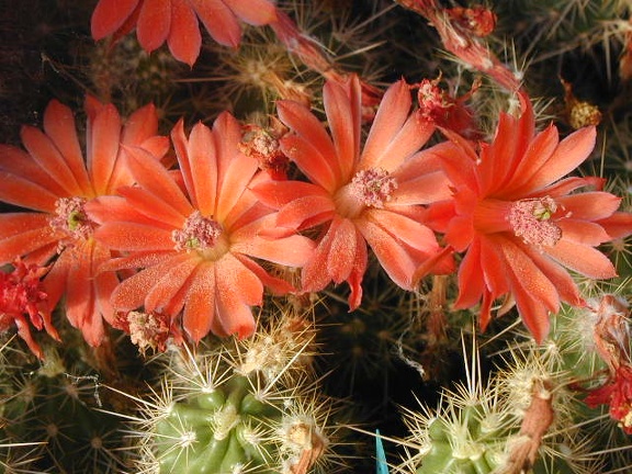 Echinocereus pacificus ssp  mombergerianus