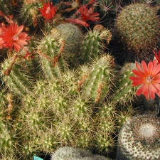 Echinocereus pacificus ssp  mombergerianus plant