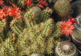 Echinocereus pacificus ssp  mombergerianus plant