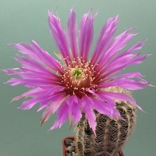 Echinocereus pectinatus v  wenigeri Rig  FG