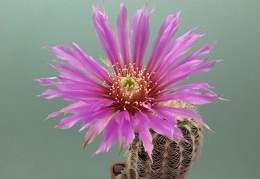 Echinocereus pectinatus v  wenigeri Rig  FG