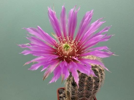 Echinocereus pectinatus v  wenigeri Rig  FG