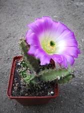 Echinocereus pentalophus