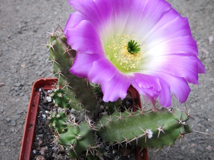 Echinocereus pentalophus