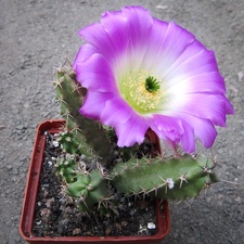 Echinocereus pentalophus