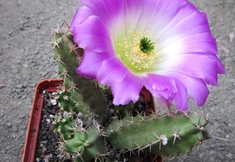 Echinocereus pentalophus