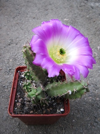 Echinocereus pentalophus