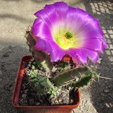 Echinocereus pentalophus1