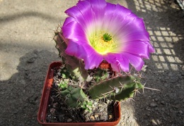 Echinocereus pentalophus1