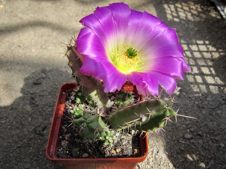 Echinocereus pentalophus1