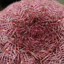 Echinocereus rigidissimus v  rubrispinus Mudrak - victory jan 2012