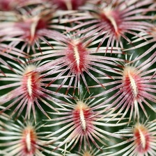 Echinocereus rigidissimus v  rubrispinus Ula