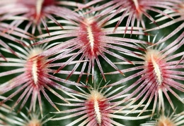 Echinocereus rigidissimus v  rubrispinus Ula