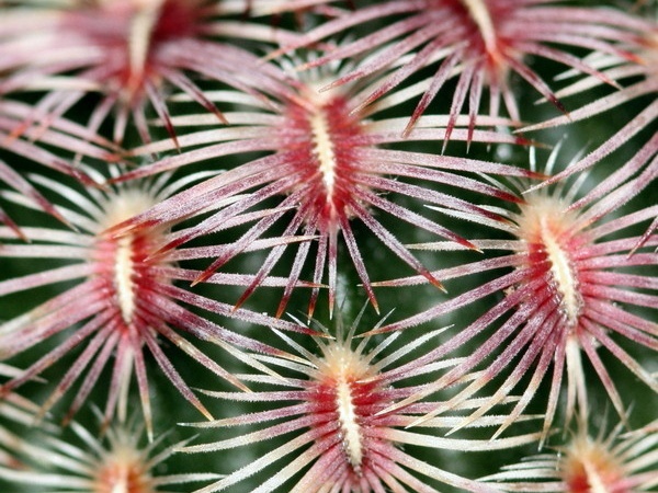 Echinocereus rigidissimus v  rubrispinus Ula