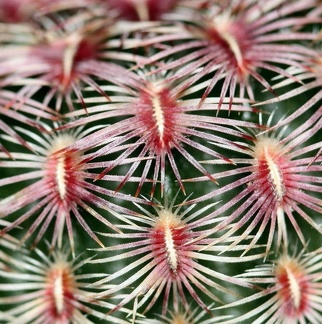 Echinocereus rigidissimus v  rubrispinus Ula