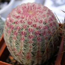 Echinocereus rigidissimus v rubrispinus