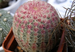 Echinocereus rigidissimus v rubrispinus