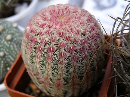 Echinocereus rigidissimus v rubrispinus